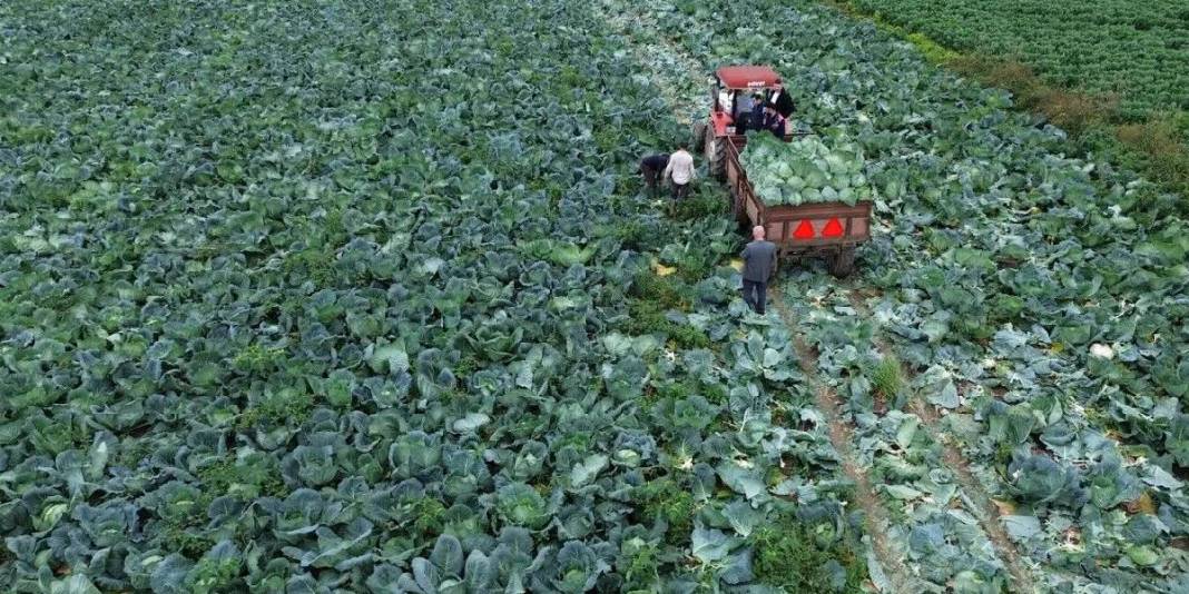 25.000 dekarda hasat başladı! Kış sofralarının olmazsa olmazı: Tarlada 8 liradan satılıyor 3